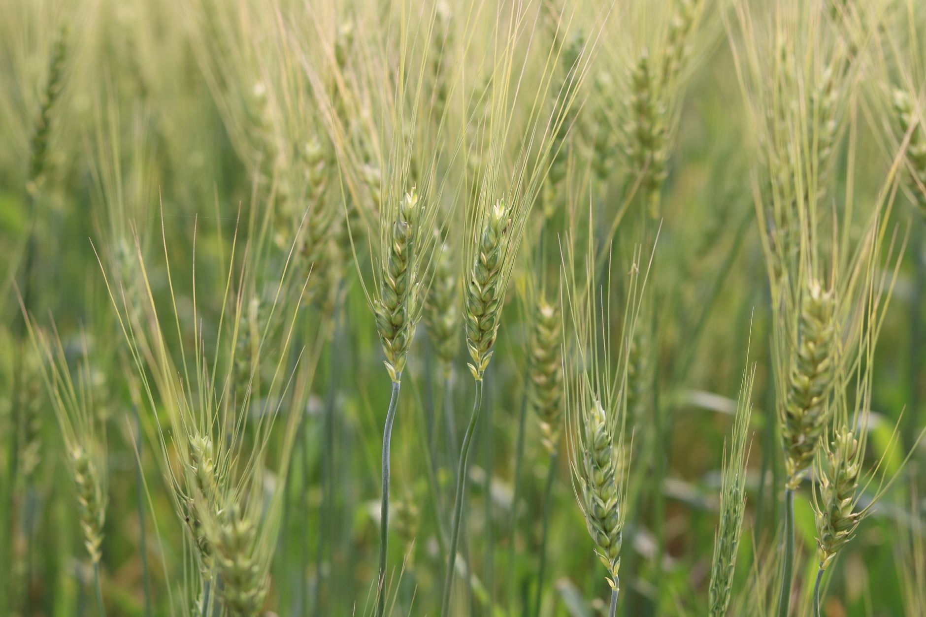 Is Bangladesh Wheat Import the Right Solution for Rising Prices?