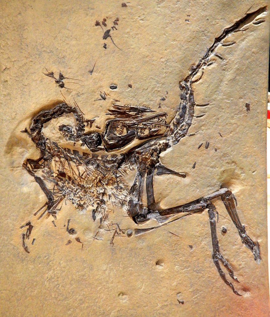 new dinosaur species