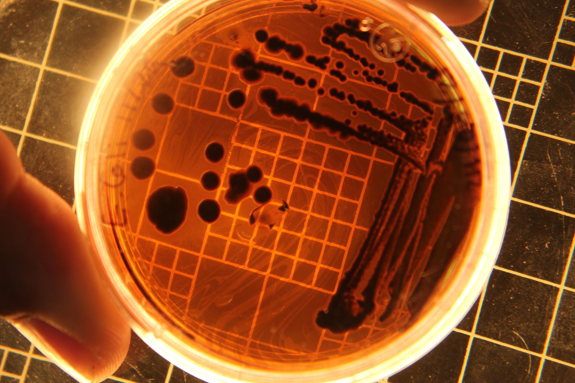 Escherichia coli membrane proteins: The Clear Impact of Lipid Stress