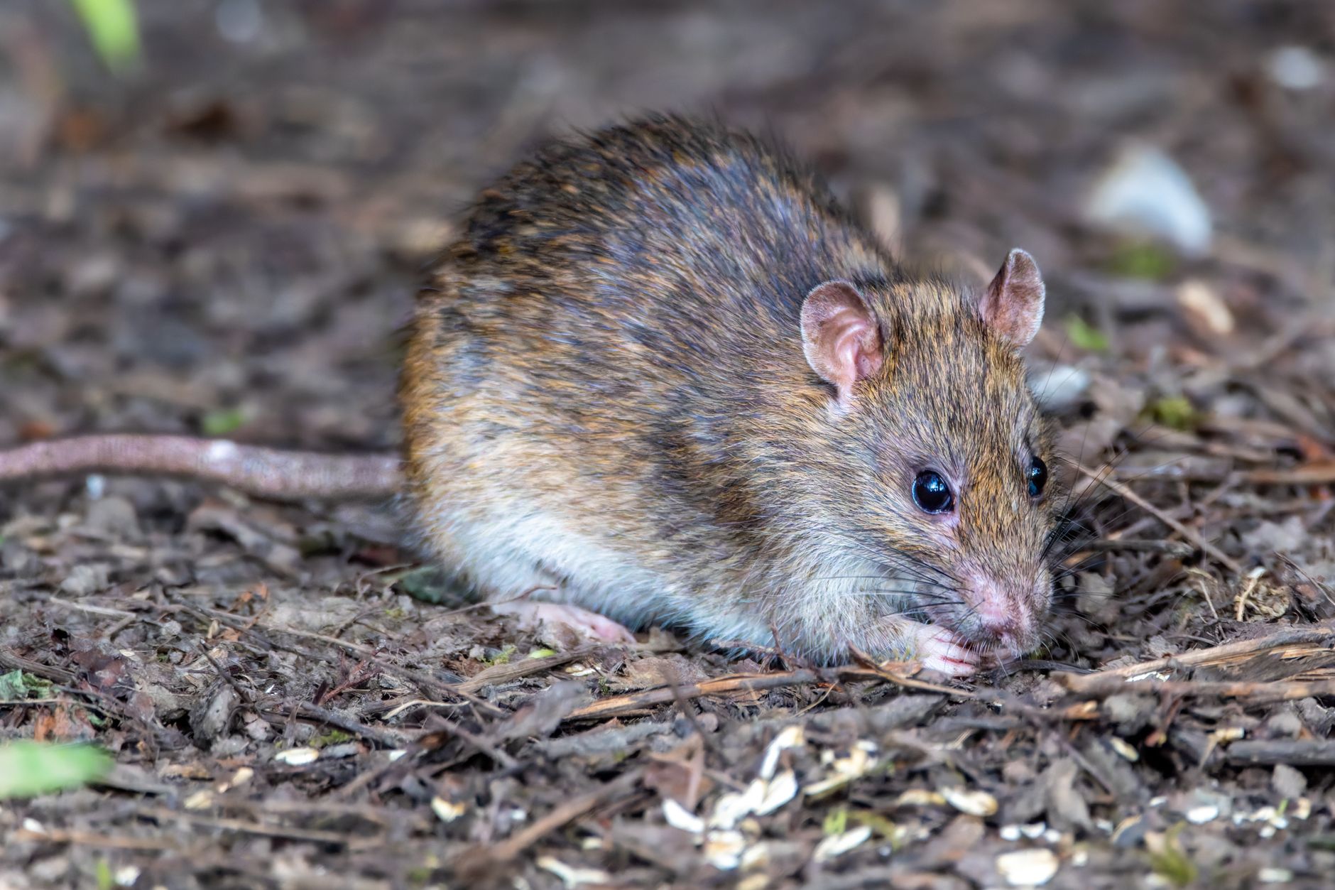 rat killing machine